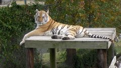 Tigers zoo Wild Animals