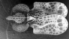 Tingidae family insect