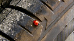 Tires ladybirds