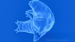 Tnwp macrobiotus marlenae Sem