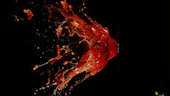 Tomato splash spill fly