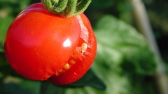 Tomatoes fruits fruit trees