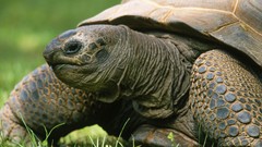 Tortoises