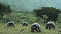 Tortoises isabela island old
