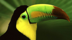 Toucans Birds tropical
