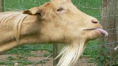 Toungue goat domestic Animals