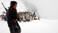 Tracking white reindeer high