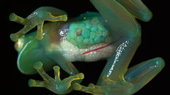 Transparent Frogs amphibians