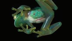 Transparent Frogs rare amphibians