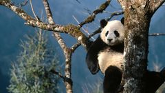 Tree Bear panda