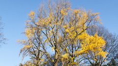 Tree chanchomper hr Trees