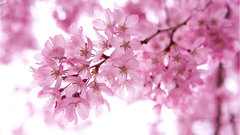 Tree cherry Japanese what This wingmar