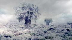 Tree covered in snow