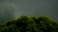 Tree dark storm over