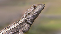 Tree dragon close high