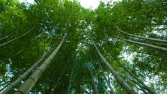 Tree forest bamboo stalk stem