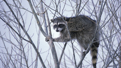 Tree funny Animals high-quality