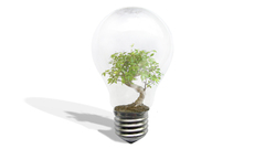 Tree have banzailightbulb