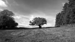 Tree landscape oak bracken