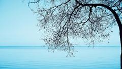 Tree out guys! You high carry Resolution