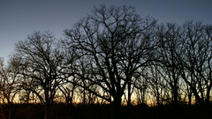 Tree silhouettes high ) With Okay Resolution dscsunset