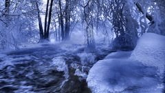 Tree winter forests snow