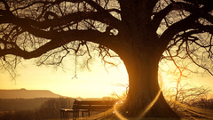 Tree wish alone awesome