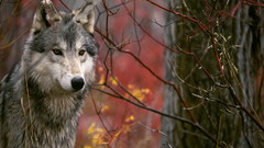 Trees Animals branches Gray