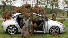 Trees Animals cars apes Baboon
