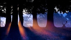 Trees Animals deer sunlight sun rays
