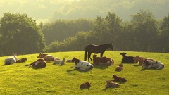 Trees Animals Horses Cows baby animals farm life