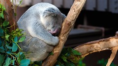 Trees Animals koalas