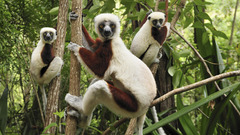 Trees Animals lemur