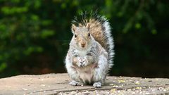 Trees Animals outdoors squirrels