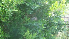 Trees Animals Plants monkeys