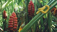 Trees Animals Plants snakes Viper Heliconias