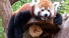 Trees Animals red pandas