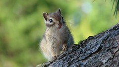 Trees Animals tree trunk chipmunks