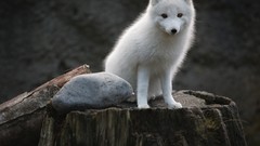 Trees Animals white rocks arctic fox brown eyes foxes
