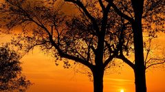 Trees at sunset illinois