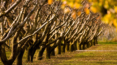 Trees autaumn raw nature