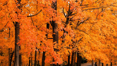 Trees autumn leaves Parks