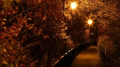 Trees autumn lights roads