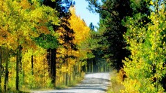Trees autumn roads lite