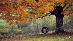 Trees autumn swings tire swing