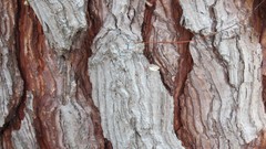 Trees bark