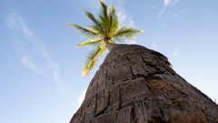 Trees bark palm trees worms eye view