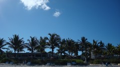 Trees Beaches Turks and Caicos islands