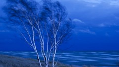 Trees birch lake michigan