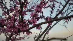 Trees bloom transeunt